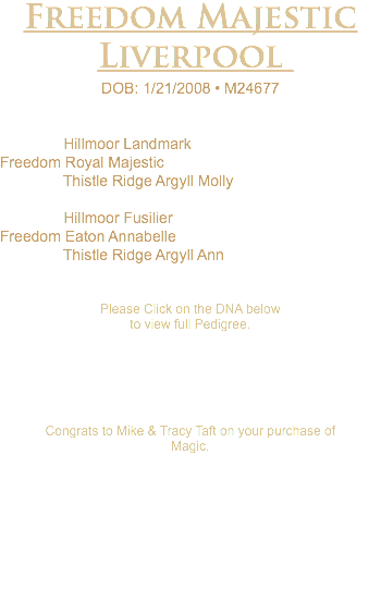 Freedom Majestic Liverpool DOB: 1/21/2008 • M24677 Hillmoor Landmark Freedom Royal Majestic Thistle Ridge Argyll Molly Hillmoor Fusilier Freedom Eaton Annabelle Thistle Ridge Argyll Ann Please Click on the DNA below to view full Pedigree. Congrats to Mike & Tracy Taft on your purchase of Magic. 