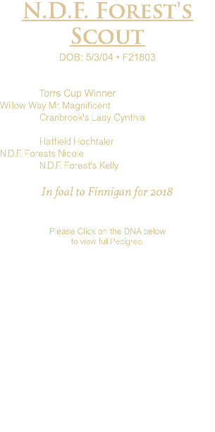 N.D.F. Forest's Scout DOB: 5/3/04 • F21803 Torrs Cup Winner Willow Way Mr. Magnificent Cranbrook's Lady Cynthia Hatfield Hochtaler N.D.F. Forests Nicole N.D.F. Forest's Kelly In foal to Finnigan for 2018 Please Click on the DNA below to view full Pedigree.