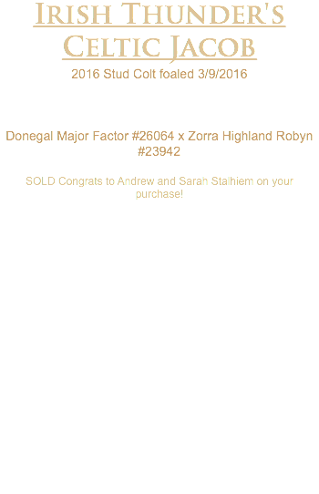 Irish Thunder's Celtic Jacob 2016 Stud Colt foaled 3/9/2016 Donegal Major Factor #26064 x Zorra Highland Robyn #23942 SOLD Congrats to Andrew and Sarah Stalhiem on your purchase! 