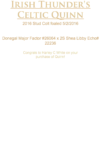 Irish Thunder's Celtic Quinn 2016 Stud Colt foaled 5/2/2016 Donegal Major Factor #26064 x 2S Shea Libby Echo# 22236 Congrats to Harley C White on your purchase of Quinn! 